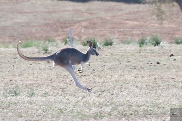 AustraliaAdelaide 10  162